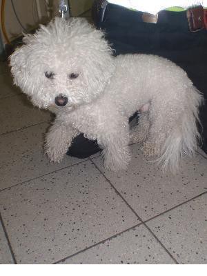 Bichon ČR (tetovaný)